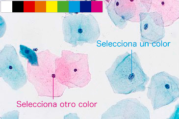 Paleta de colores